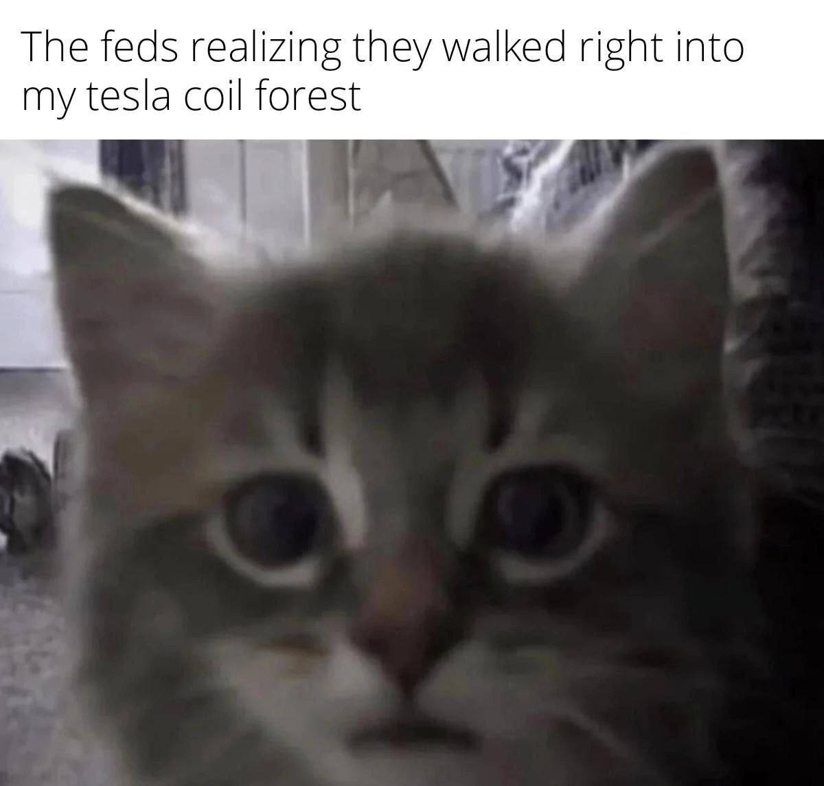 The feds realizing they walked right into my tesla coil forest