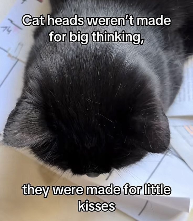 Cat heads ммегеп'{ made for big thinking, they were kisses