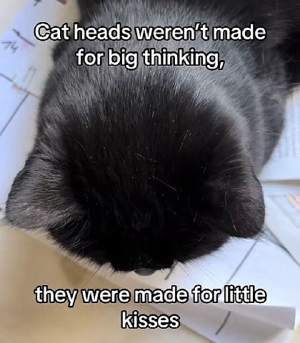 Cat heads ммегеп'{ made for big thinking, they were kisses