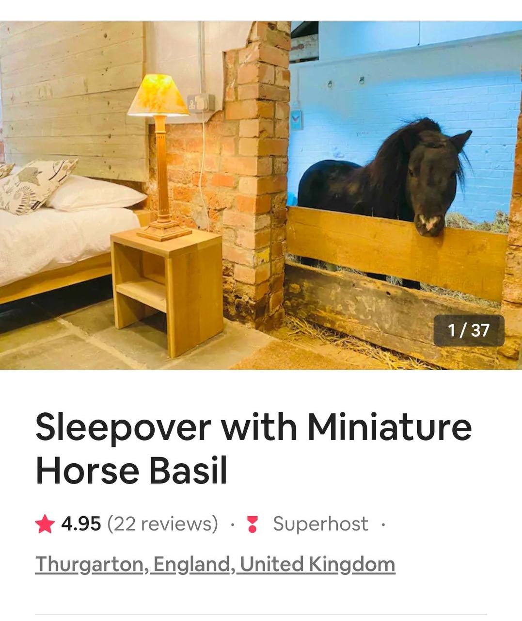 a 37 Sleepover with Miniature Horse Basil 4.95 (22 reviews) Superhost Thurgarton, England, United Kingdom