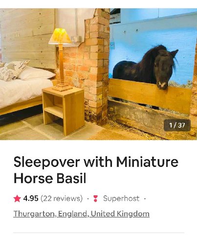 a 37 Sleepover with Miniature Horse Basil 4.95 (22 reviews) Superhost Thurgarton, England, United Kingdom