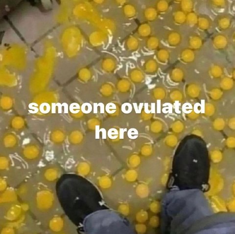 someone ovulated here