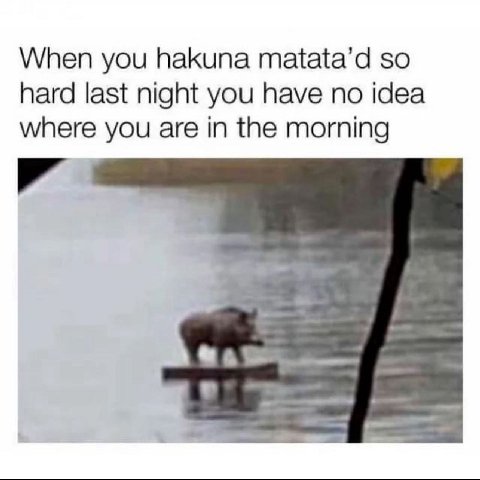 When you hakuna matata’d so hard last night you have no idea where you are in the morning