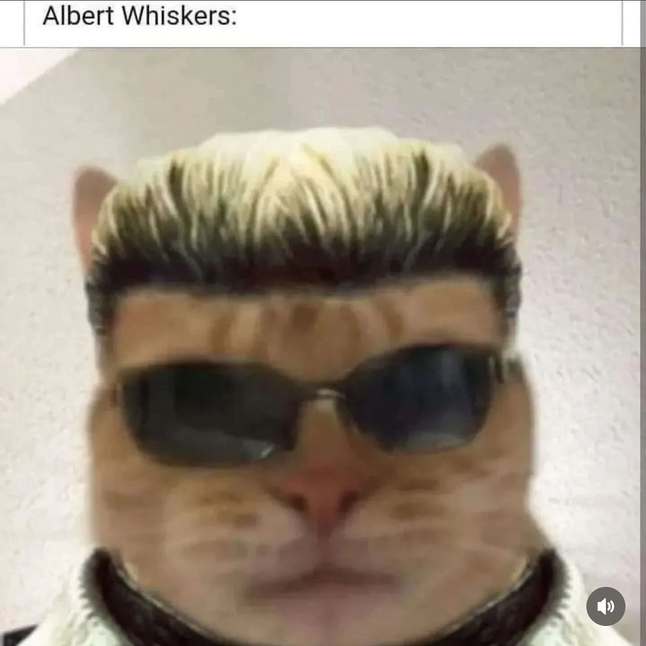 Albert Whiskers: