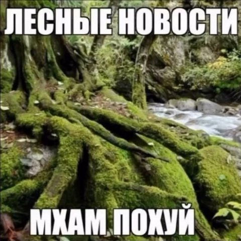 ЛЕСНЫЕ НОВОСТИ МХАМ
