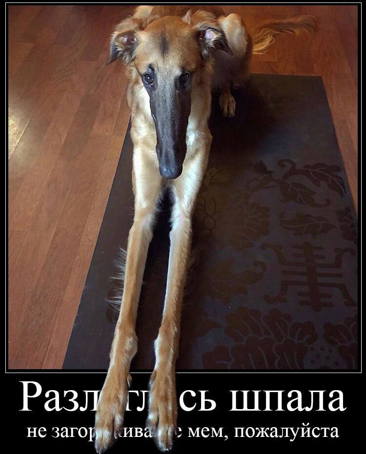 Разл шпала не мем, пожалуйста