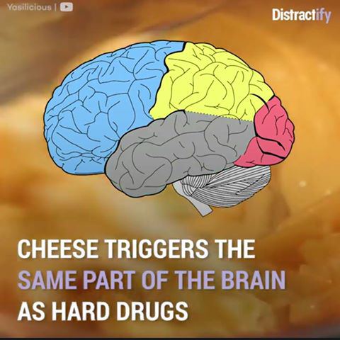 Yasilicious Distractify -Я CHEESE ТНЕ SAME PART OF THE BRAIN AS HARD DRUGS