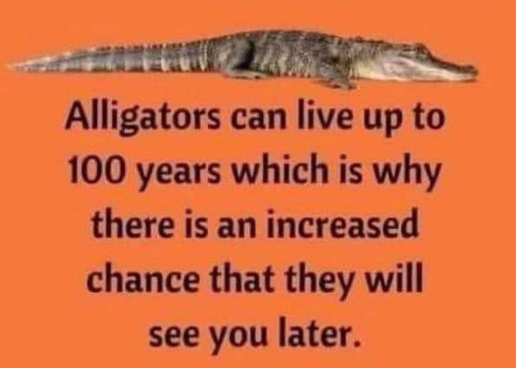 Alligators сап up to 100 years which is why there is an increased chance that they will see you later