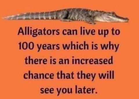 Alligators сап up to 100 years which is why there is an increased chance that they will see you later