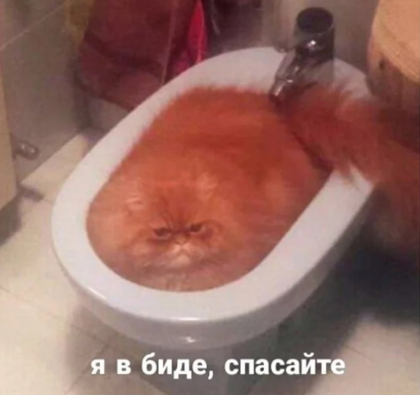 я в биде, спасайте