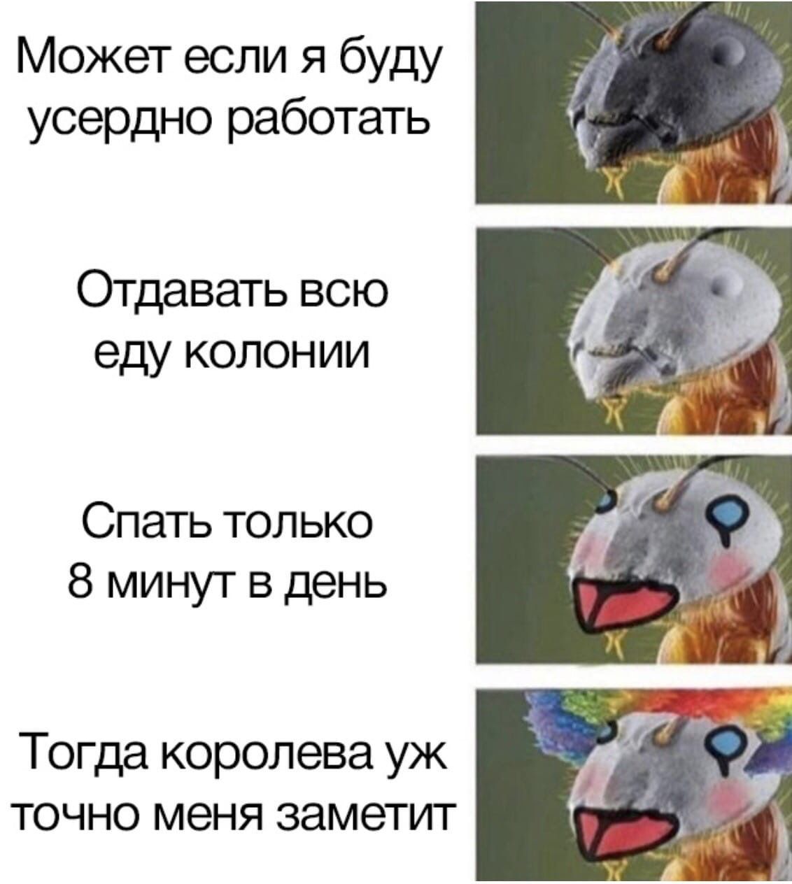 Может если я буду усердно работать Отдавать всю еду колонии К Спать только 8 минут в день Тогда королева точно меня заметит