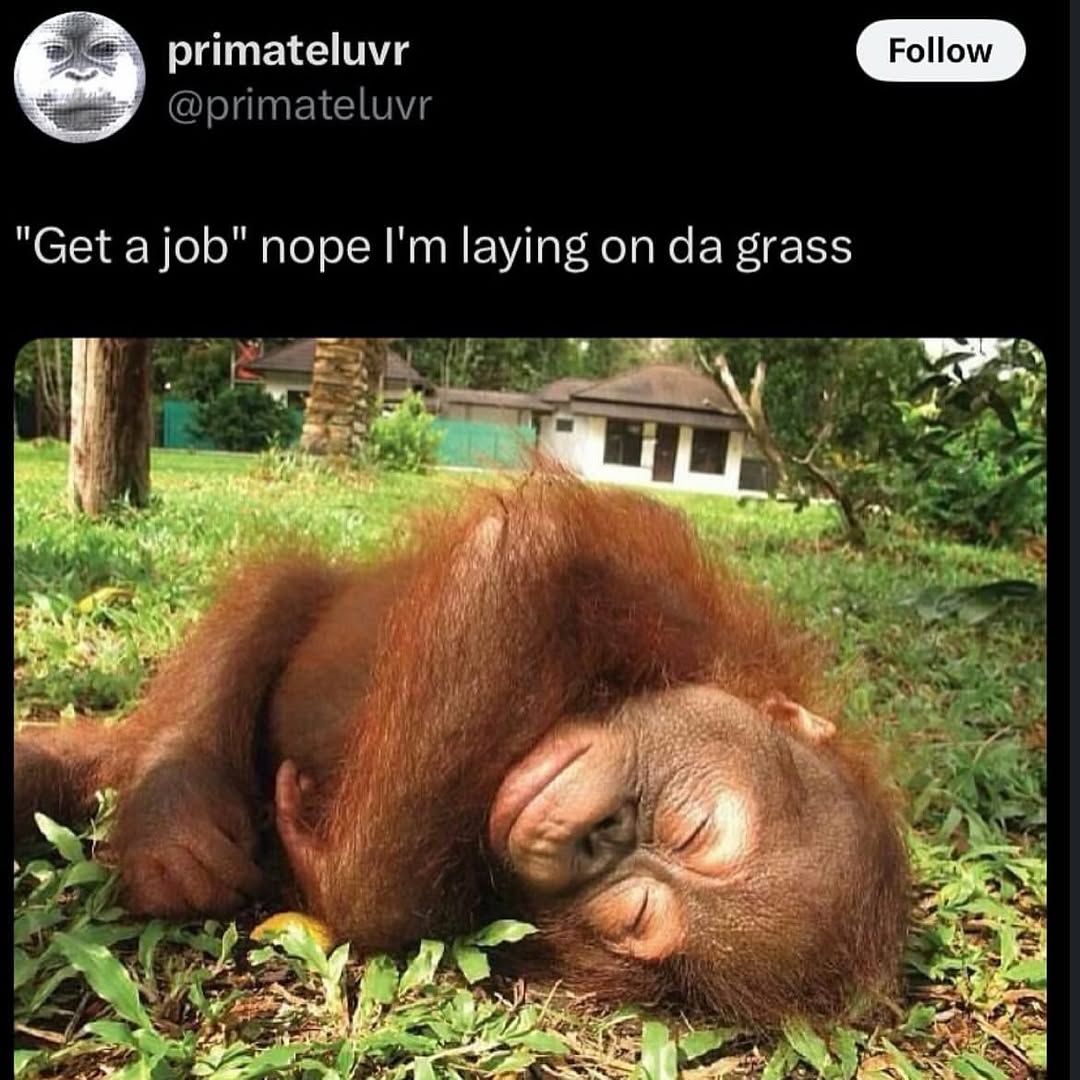 primateluvr "Get ajob" nope laying on grass 4)
