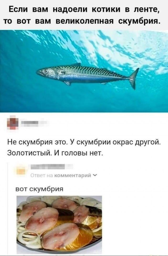 Если вам надоели котики в ленте, то вот вам великолепная скумбрия. Не скумбрия это. У скумбрии окрас другой. Золотистый. И головы нет. комментарии У“ вот скумбрия 4