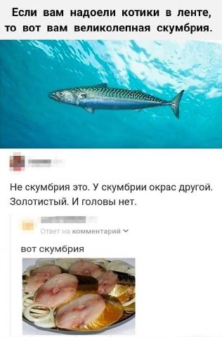 Если вам надоели котики в ленте, то вот вам великолепная скумбрия. Не скумбрия это. У скумбрии окрас другой. Золотистый. И головы нет. комментарии У“ вот скумбрия 4