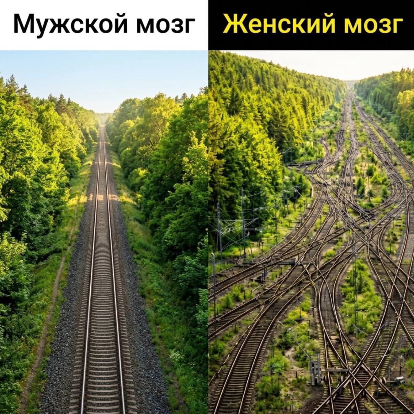 Мужской мозг Женский мозг 5% aN vas ON