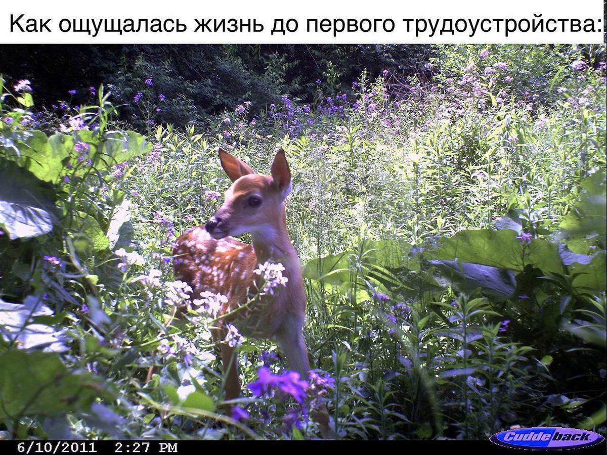 Kak ощущалась жизнь до первого трудоустройства и 5. 6/10/2011 2:27