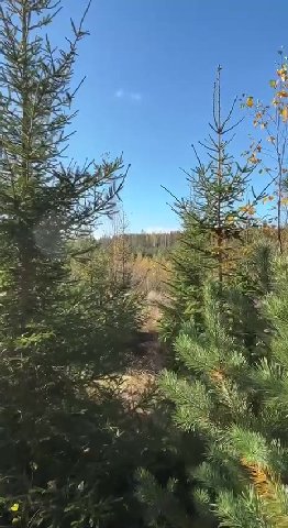 мем