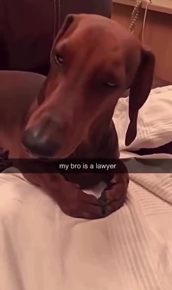 my brois a lawyer