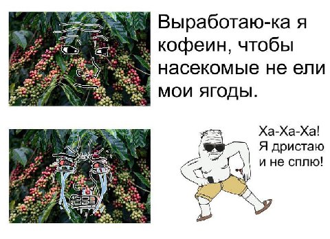 Выработаю-ка я кофеин, чтобы За насекомые не ели МОИ ЯГОДЫ. Ха-Ха-Ха! Я дристаю и не сплю! 24