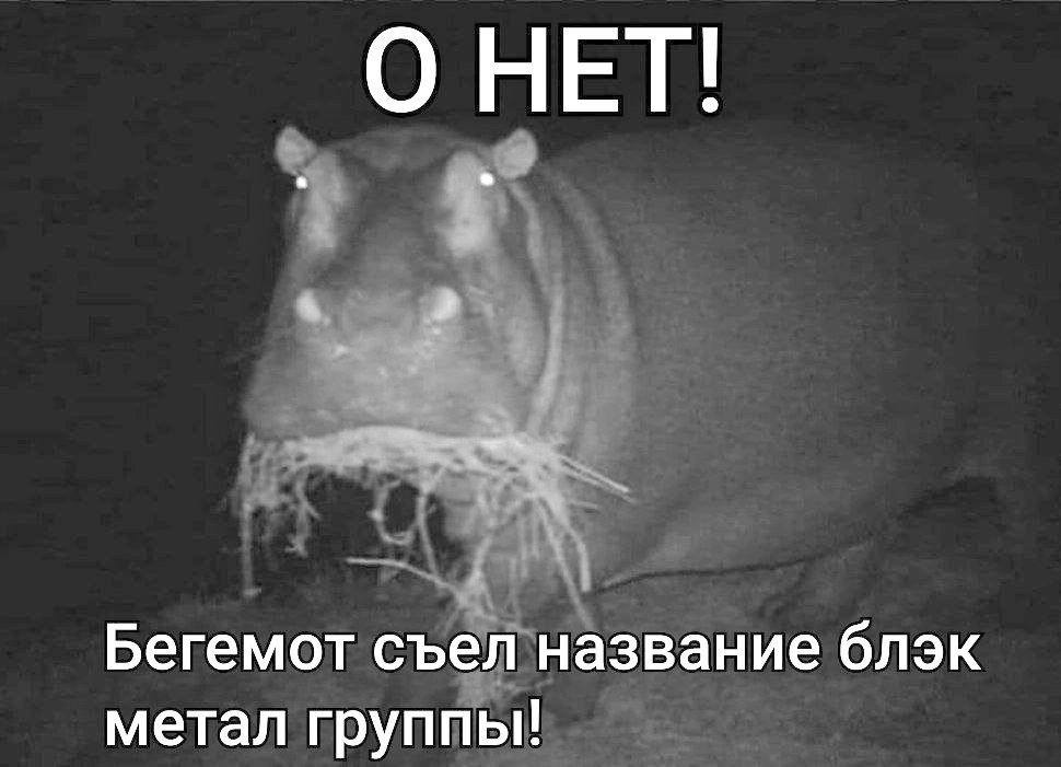 О НЕТ! Бегемот съел название блэк метал группы!