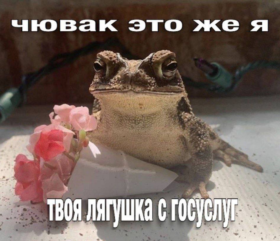 это же я at ТВОЯ ЛЯГУШКА С