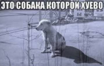 СОБАКА КОТОРОН ХУЕВО