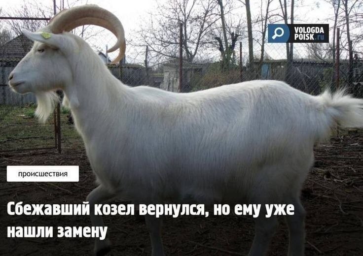 VOLOGDA Сбежавший козел вернулся, но ему уже нашли замену