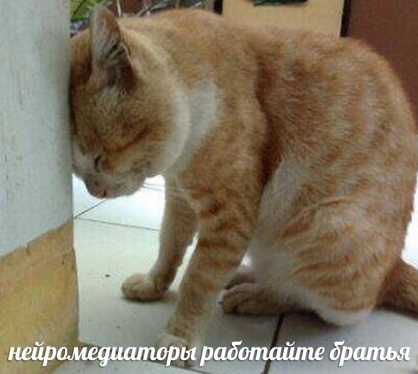 нейромедиаторы радотайте братья