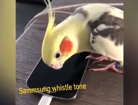 мем