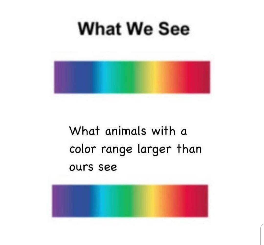What We See What animals with a color range larger than ours see