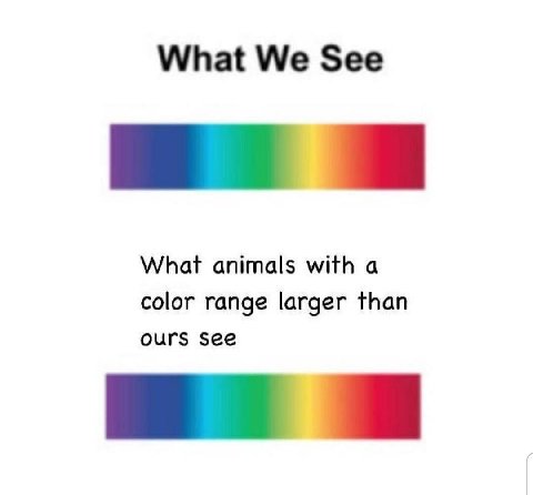 What We See What animals with a color range larger than ours see