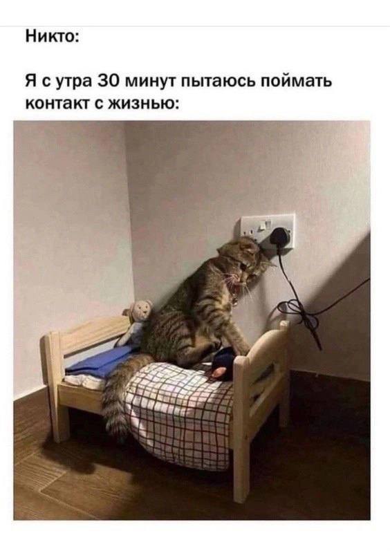 Никто: Я сутра 30 минут пытаюсь поймать контакт с жизнью: iS