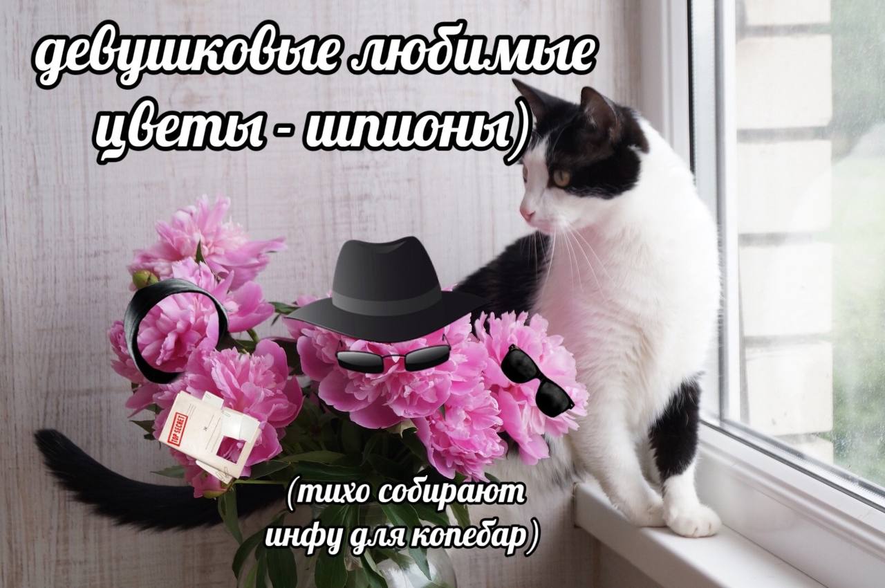 (тихо содир инфу для