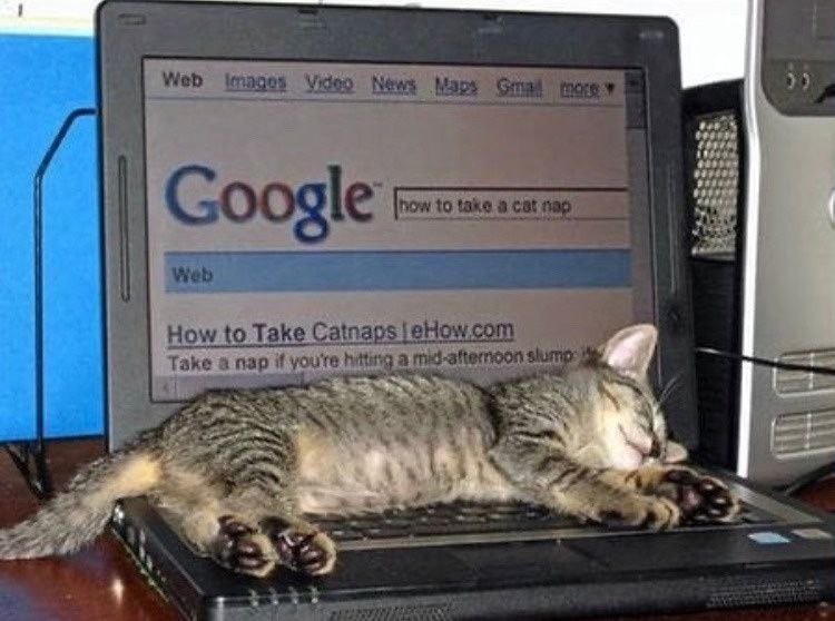 Web images Video News Мару Google Web How to Take Catnaps |eHow.com а if youre.