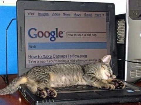 Web images Video News Мару Google Web How to Take Catnaps |eHow.com а if youre.