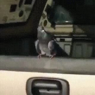 мем