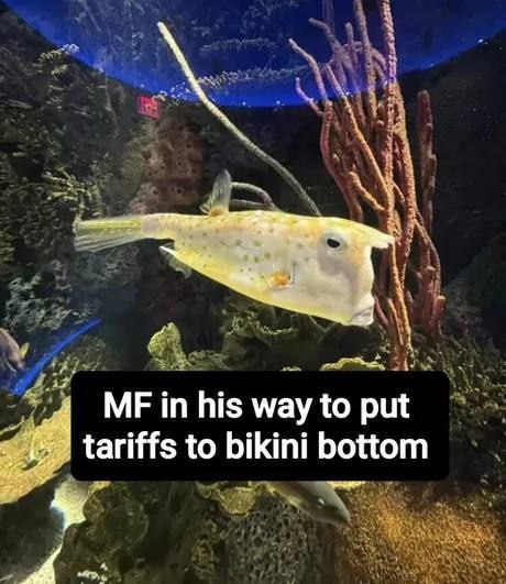 in his way to put tariffs to bikini bottom