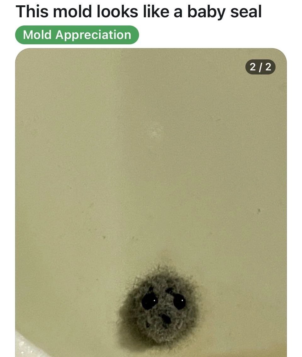 This mold looks like а baby seal 2/2