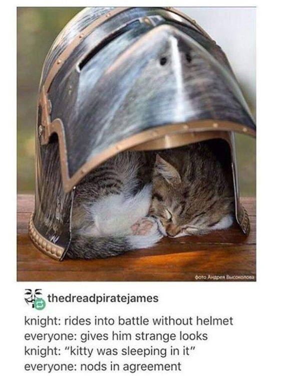 <4 thedreadpiratejames knight: rides into battle without helmet everyone: gives him strange looks knight: “kitty was sleeping in it” everyone: nods in agreement