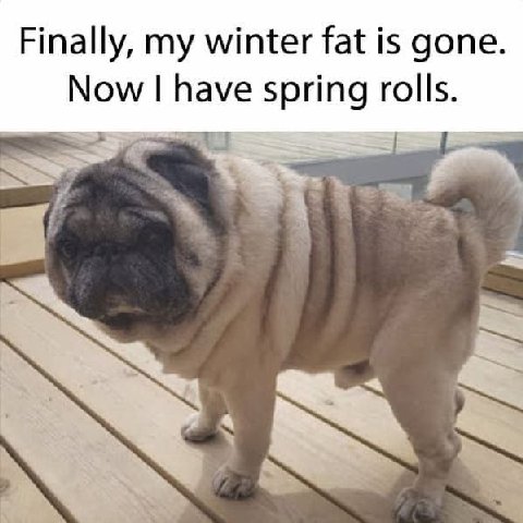 Finally, my winter fat is gone. Now have spring rolls.