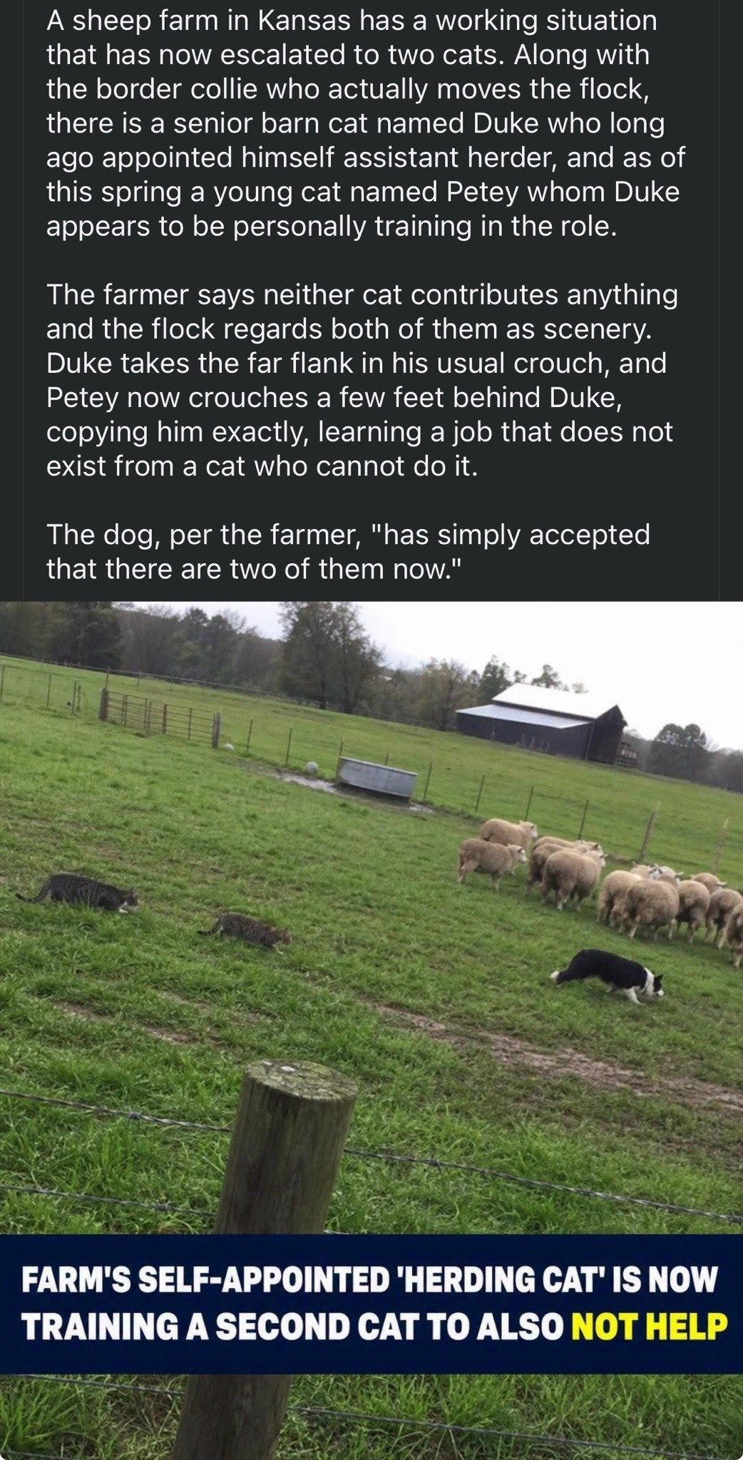 А sheep farm in Kansas has а working situation that has now escalated to two cats. Along with the border collie who actually moves the flock, there is a senior barn cat named Duke who long ago appoint