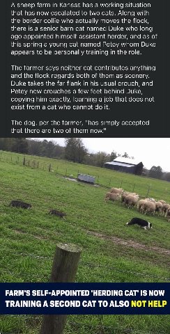 А sheep farm in Kansas has а working situation that has now escalated to two cats. Along with the border collie who actually moves the flock, there is a senior barn cat named Duke who long ago appoint