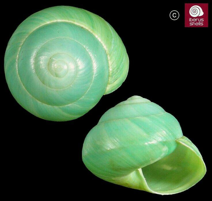 iberus shells