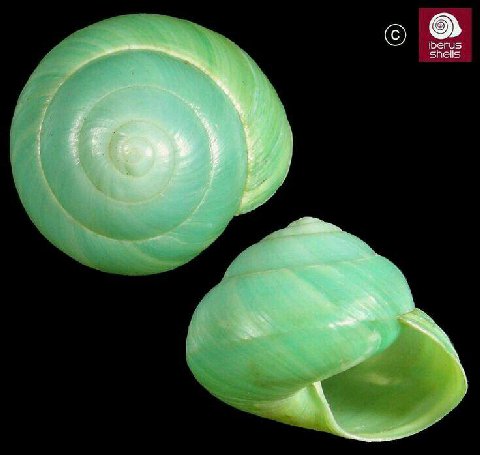 iberus shells