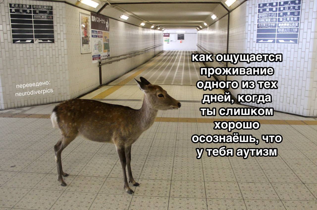 TCA как-ощущае: вани переведено: одного. ИЗ; a neurodiverpics дней, когда ТЫ слишком и хорошо осознаешь, что у тебя аутизм