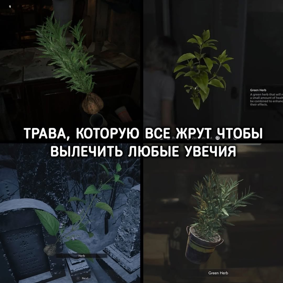 ТРАВА, КОТОРУЮ ВСЕ ЖРУТ ЧТОБЫ ВЫЛЕЧИТЬ ЛЮБЫЕ УВЕЧИЯ