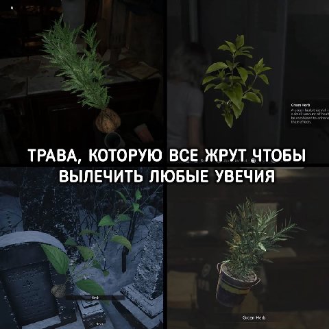 ТРАВА, КОТОРУЮ ВСЕ ЖРУТ ЧТОБЫ ВЫЛЕЧИТЬ ЛЮБЫЕ УВЕЧИЯ