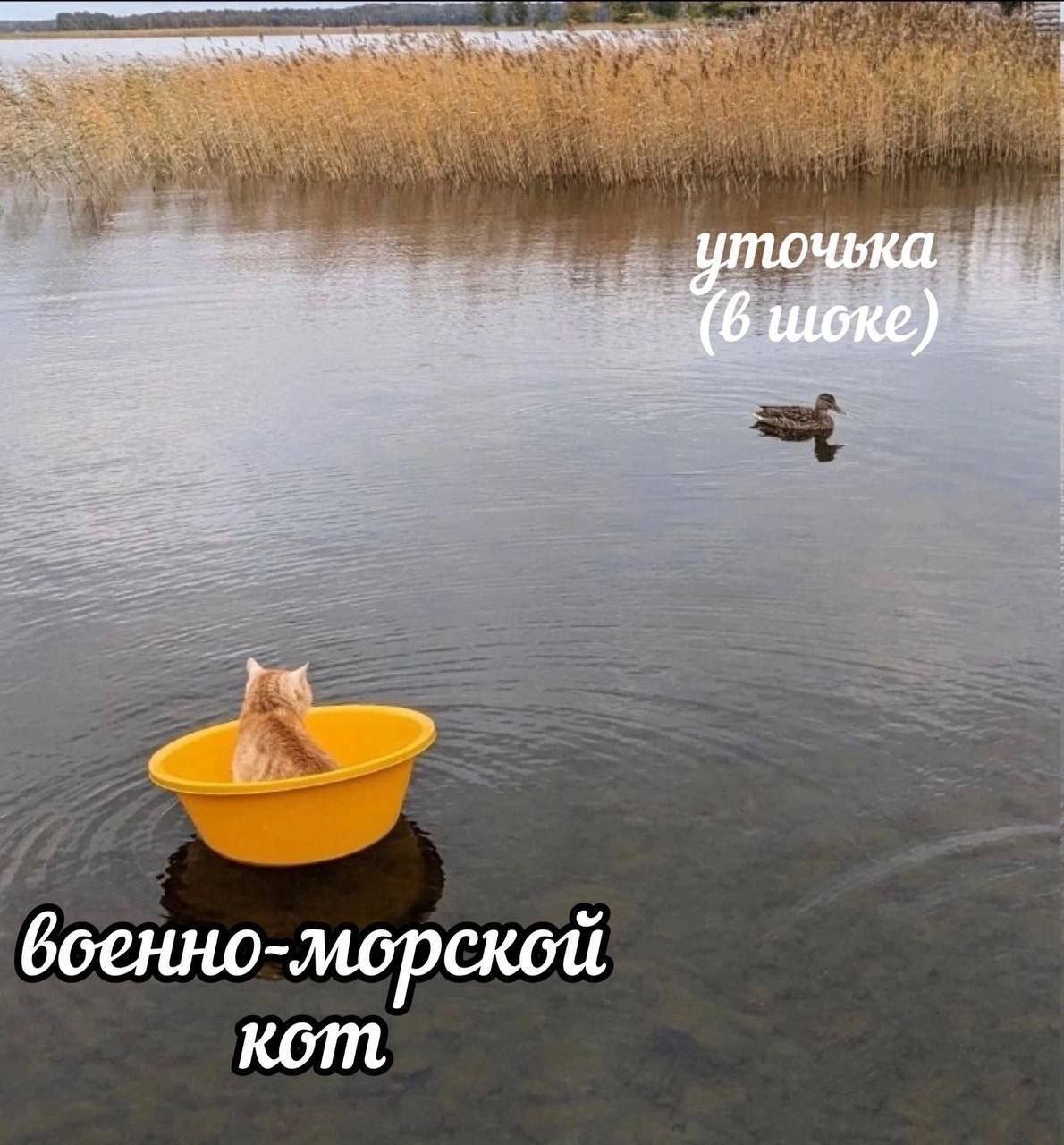 военно-морской кот