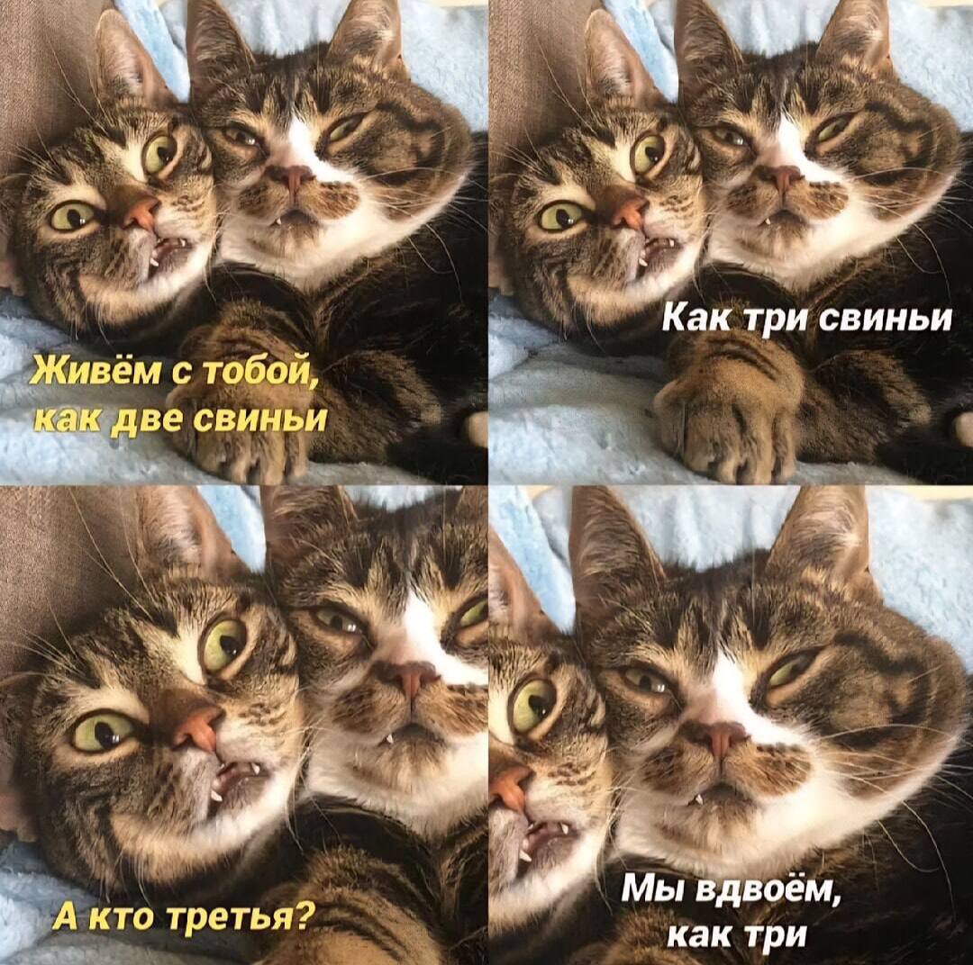Как три свиньи i Живем с тобой как две свиньи 3 7 Мы вдвоём, a А кто третья? как три