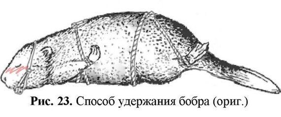 a Рис. 23. Способ удержания бобра (ориг.)